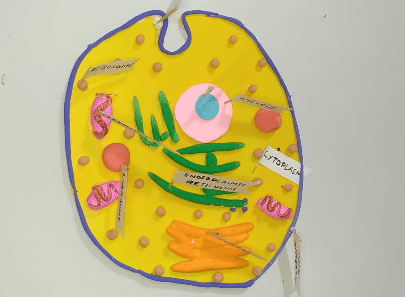 check the label of clay animal cell model