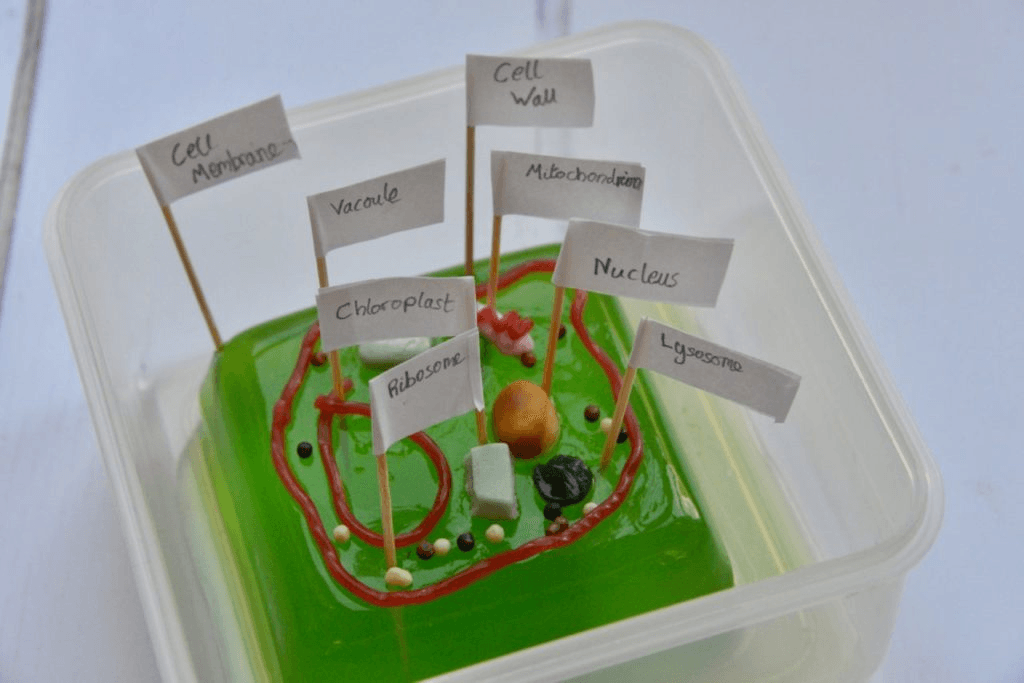 Edible 3D Plant Cell Model