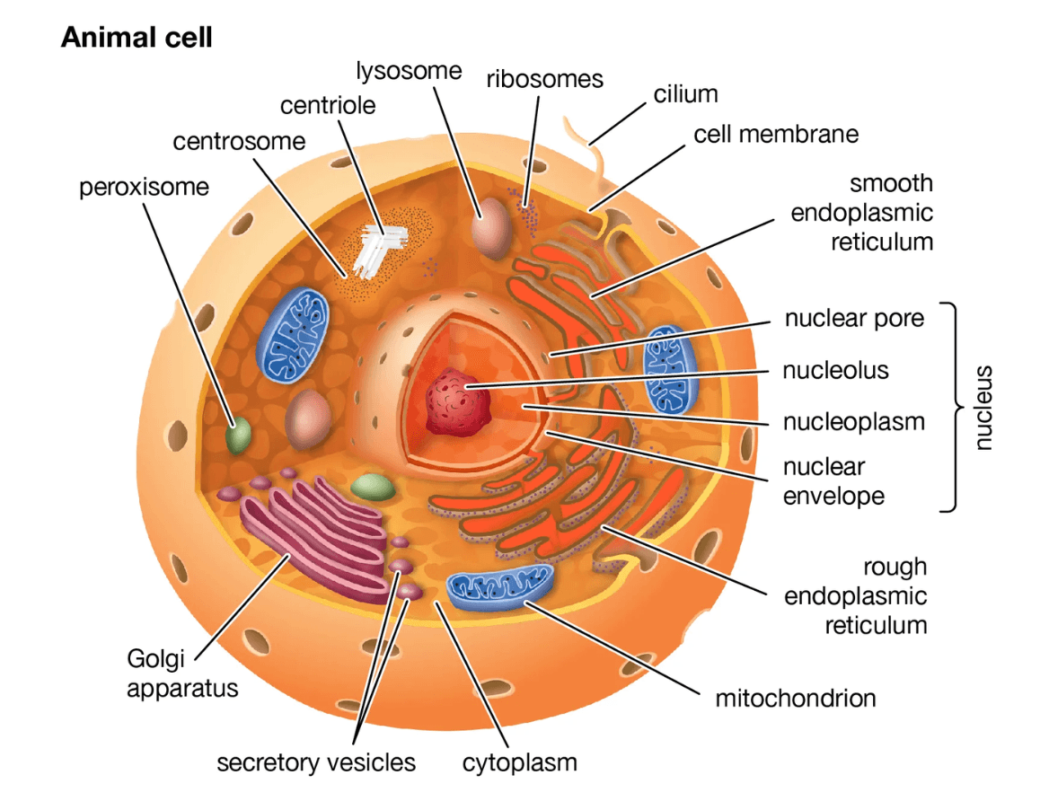 animal cell details