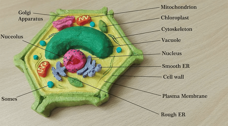 plant cell name details