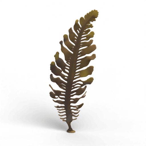 Ocean Plant